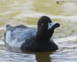 Aythya affinis