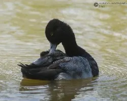 Aythya affinis