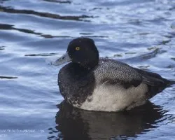 Aythya affinis