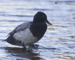 Aythya affinis
