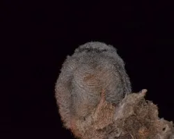 Polluelo de lechuza estucurú