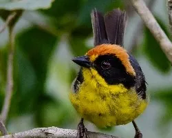 Atlapetes tricolor