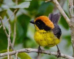 Atlapetes tricolor