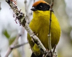 Atlapetes tricolor