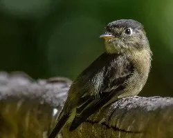 Empidonax atriceps