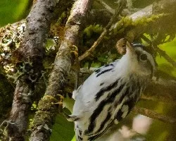 Mniotilta varia