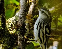 Mniotilta varia