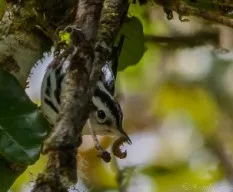 Mniotilta varia