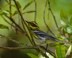 Dendroica townsendi