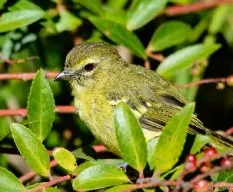 Vireo carmioli