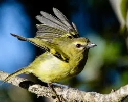 Vireo carmioli