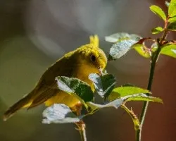 Cardellina pusilla