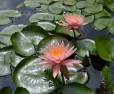 Nymphaea tetragona