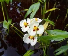 Sagittaria montevidensis
