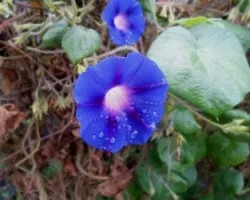 Ipomoea purpurea