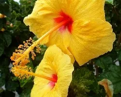 Hibiscus rosa-sinensis
