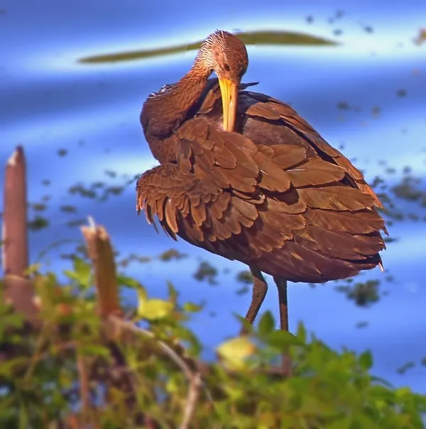 Reserva Ecologica Costanera Sur - Buenos Aires