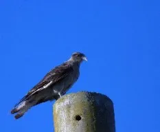 Milvago chimango