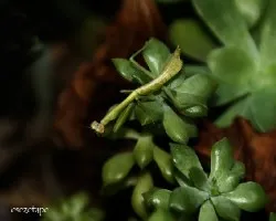 Mantis