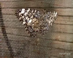 Polilla
