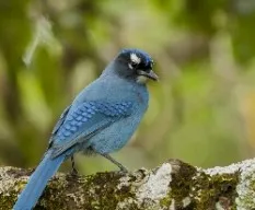 Cyanocitta stelleri