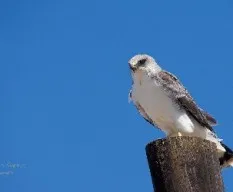 Buteo polyosoma