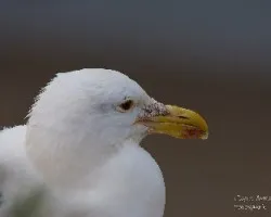 Larus dominicanus