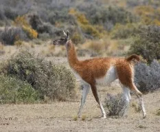 Lama guanicoe