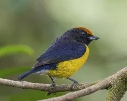Euphonia anneae