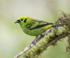 Tangara florida