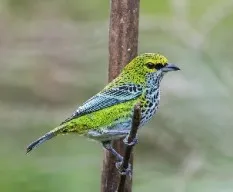 Tangara guttata