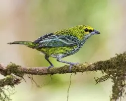 Tangara guttata