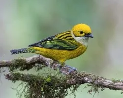 Tangara icterocephala