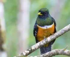 Trogon aurantiiventris