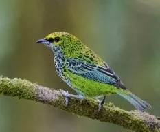 Tangara guttata