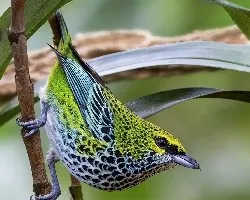 Tangara guttata