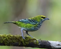 Tangara guttata