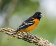 Icterus galbula