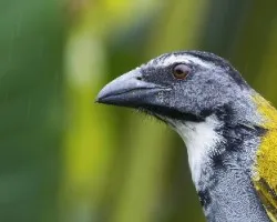 Saltator atriceps