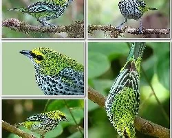 Tangara guttata