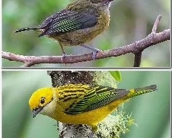 Tangara icterocephala