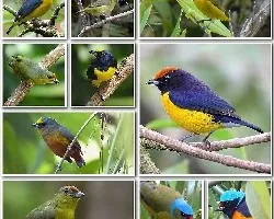 Mosaicos 28
