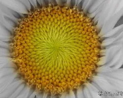 Centro de una caléndula