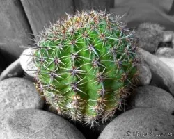 Cactus
