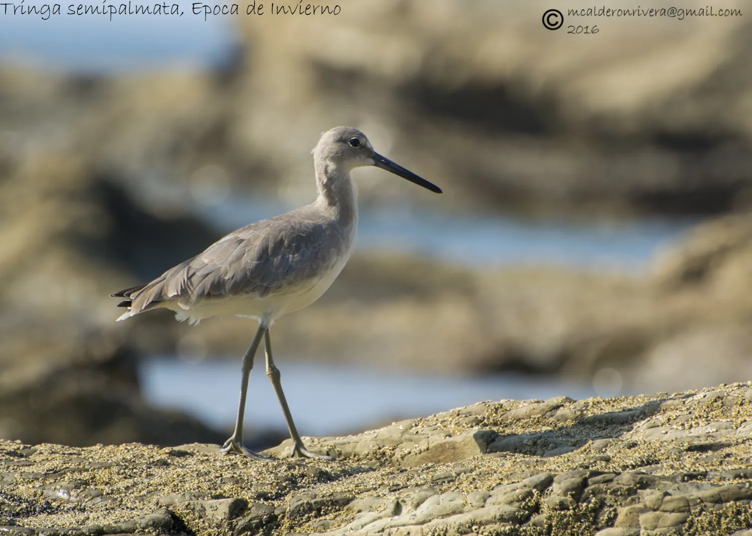 Playa Blanca, Punta Leona