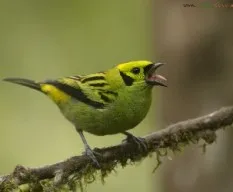 Tangara florida