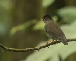 Catharus mexicanus