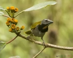Saltator maximus