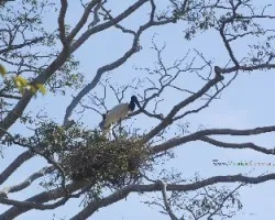 Jabiru mycteria