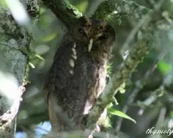 Ciccaba virgata